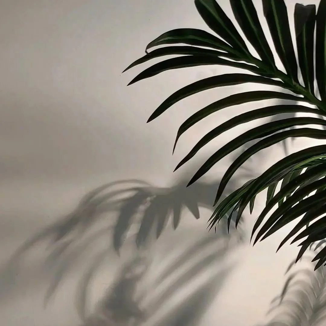 Palm frond shadow falling across a warm neutral wall in the massage suite at All About Monroe